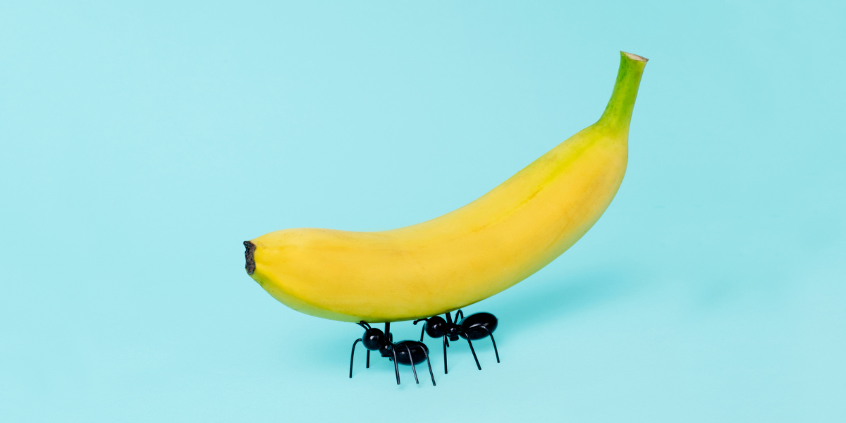 Yellow banana and ants doing teamwork